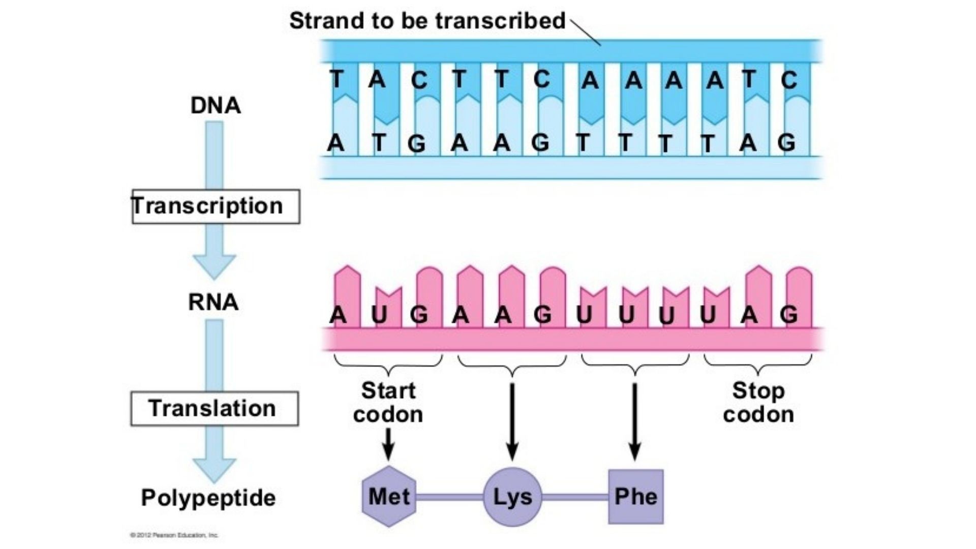 What Is An Mrna Codon Example Vrogue co