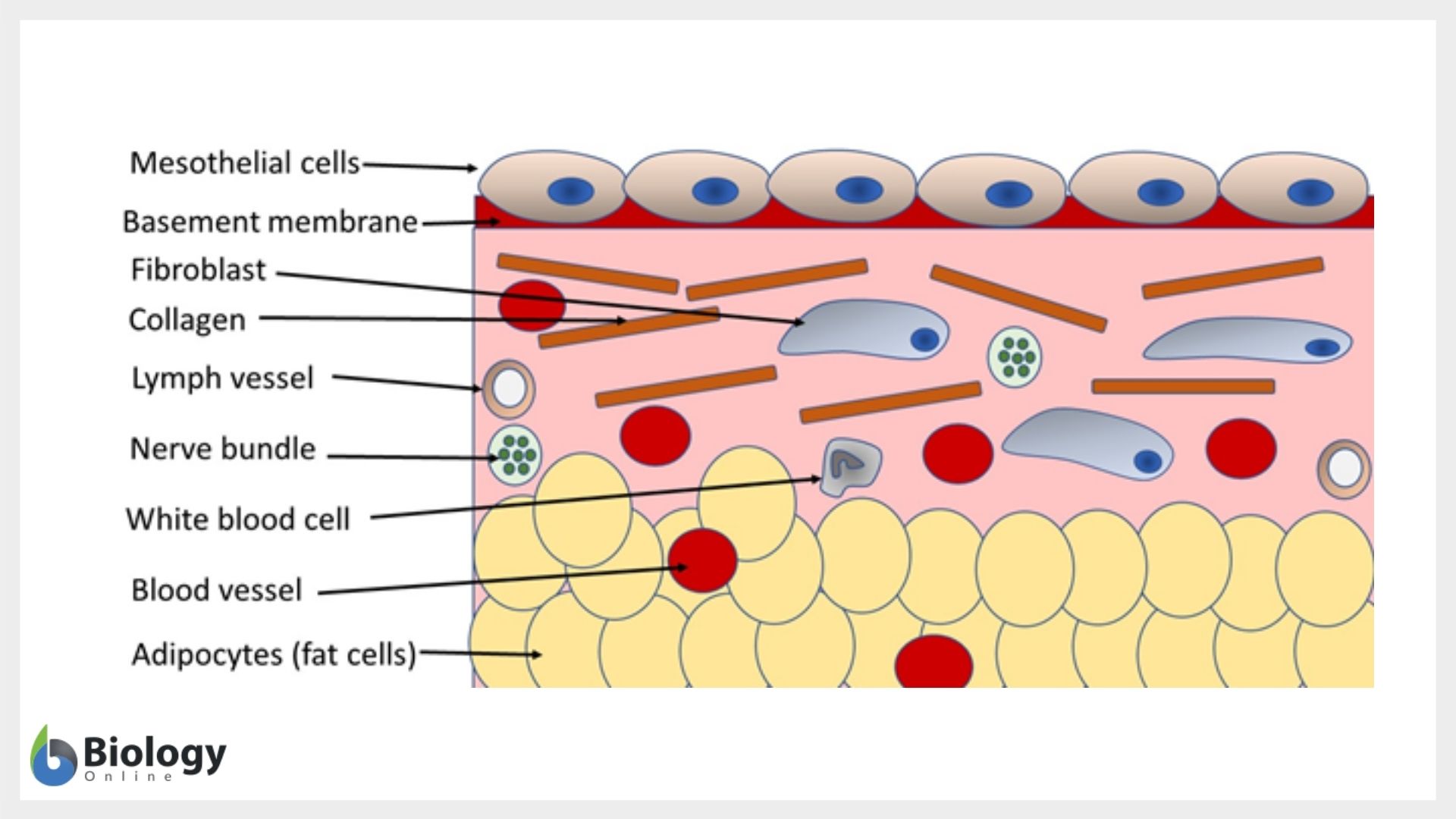 Simple squamous epithelium - Definition and Examples - Biology Online