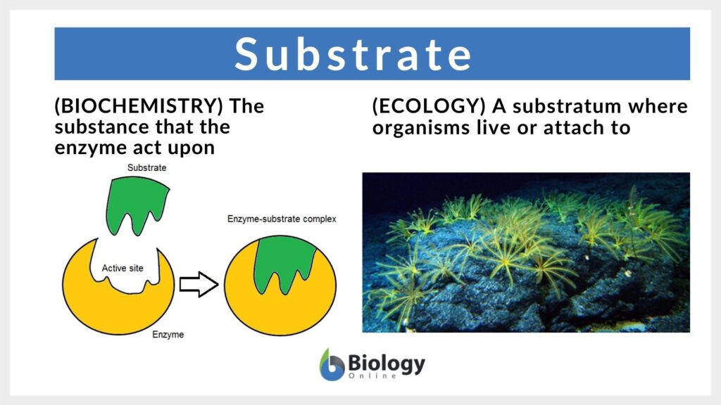 Substrate Definition and Examples Biology Online Dictionary