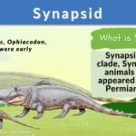 Synapsid Definition and Examples - Biology Online Dictionary