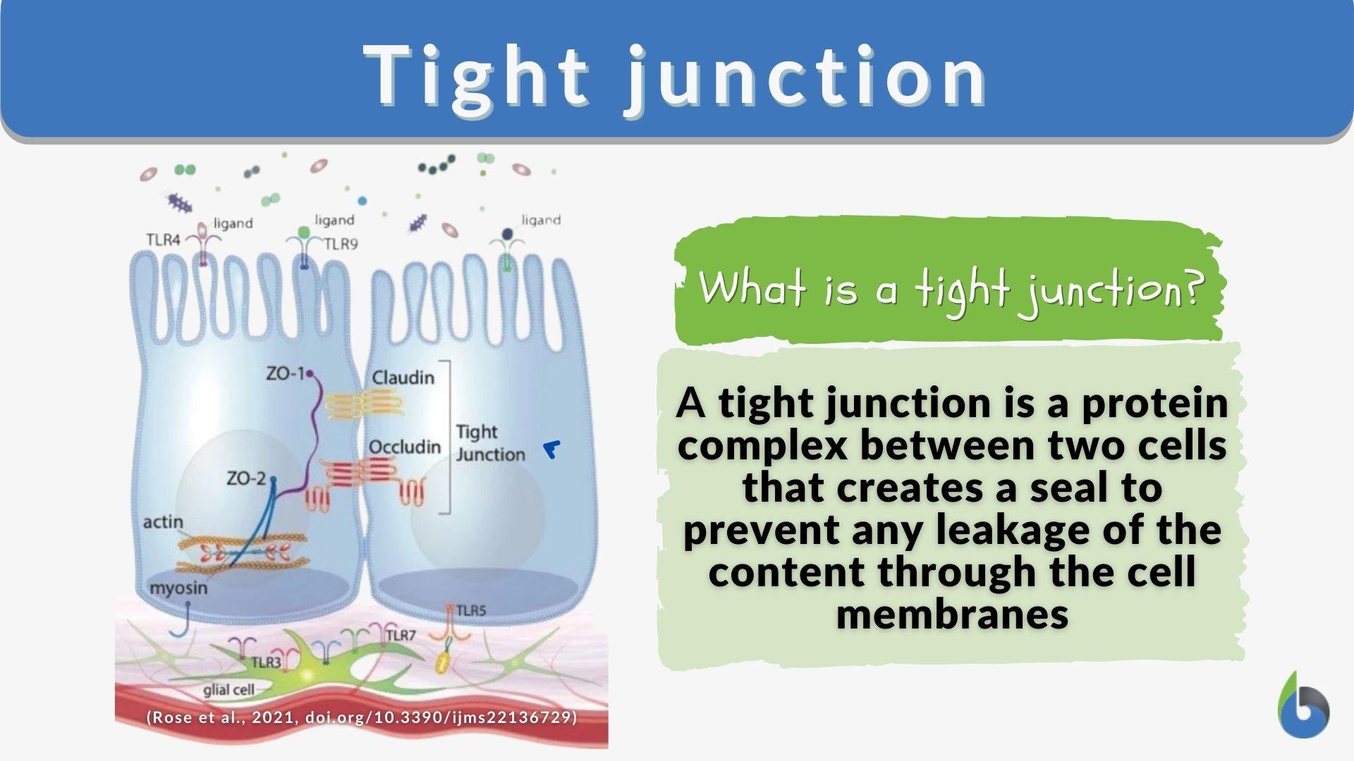 desmosomes tight junctions and gap junctions