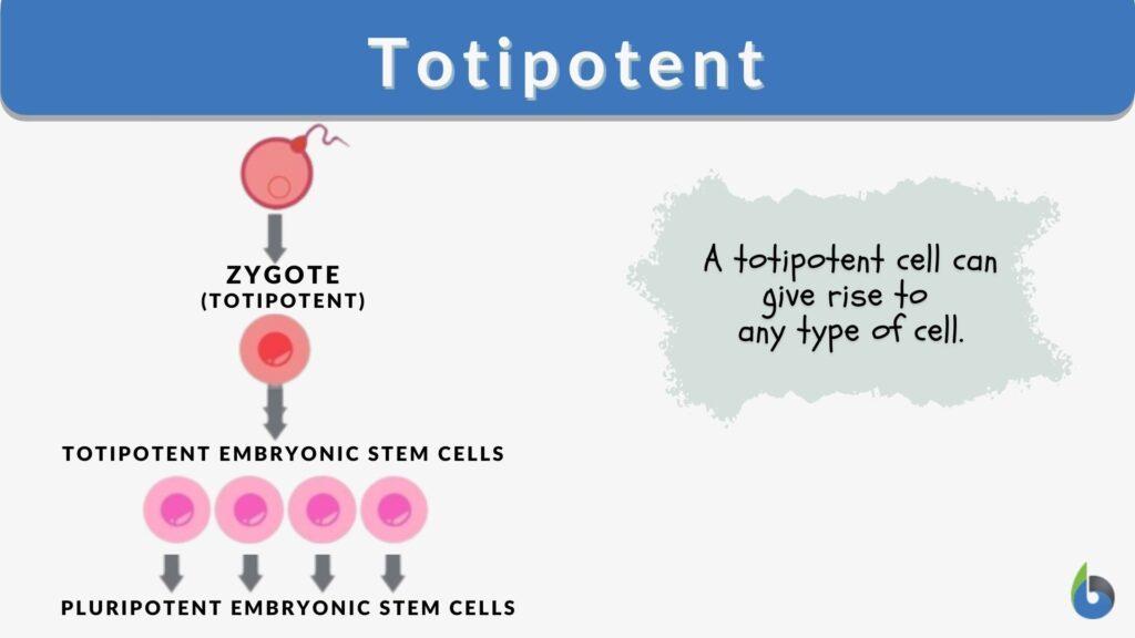 totipotent-definition-and-examples-biology-online-dictionary