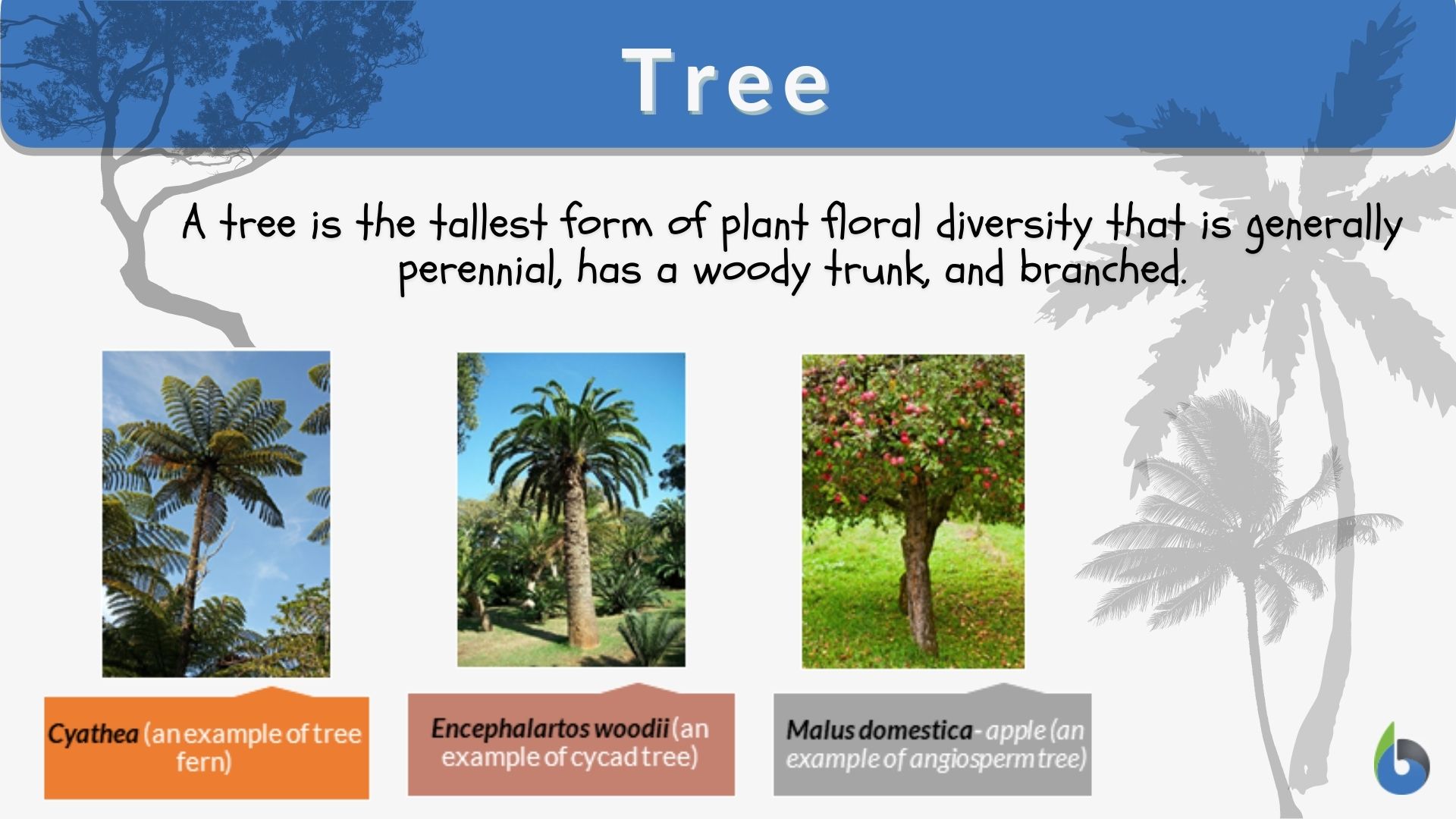 Tree - Definition Examples Biology Online Dictionary