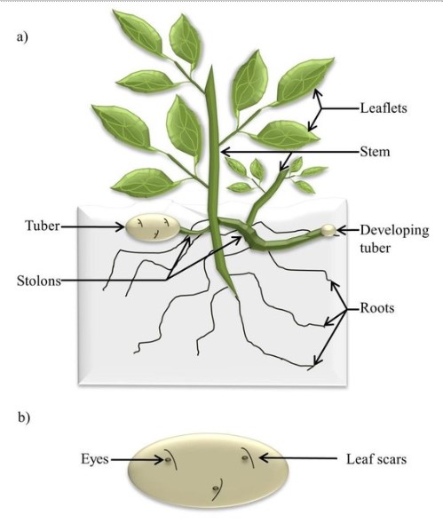 Reproduction Definition and Examples - Biology Online Dictionary