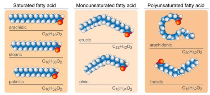 Monounsaturated Fat Definition And Examples Biology Online Dictionary