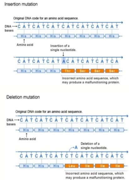 Frameshift mutation - Definition and Examples - Biology Online Dictionary