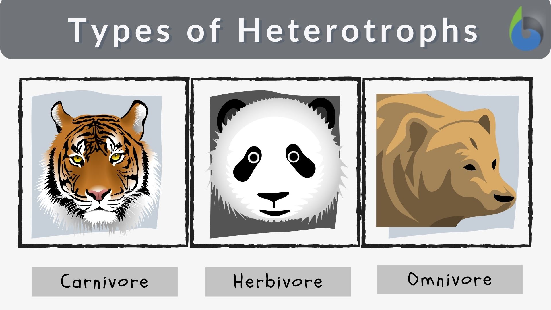 types of heterotrophs - diagram