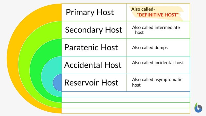 definitive-host-definition-and-examples-biology-online-dictionary