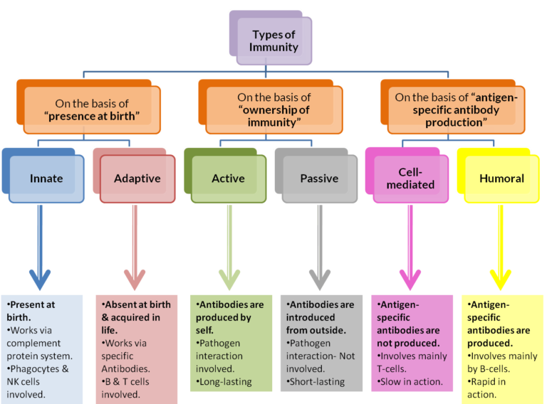 humoral-immunity-definition-and-examples-biology-online-dictionary