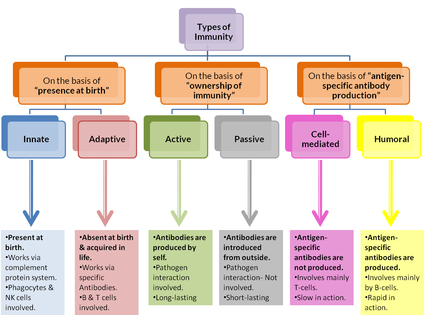 Humoral Immunity - Definition And Examples - Biology Online Dictionary