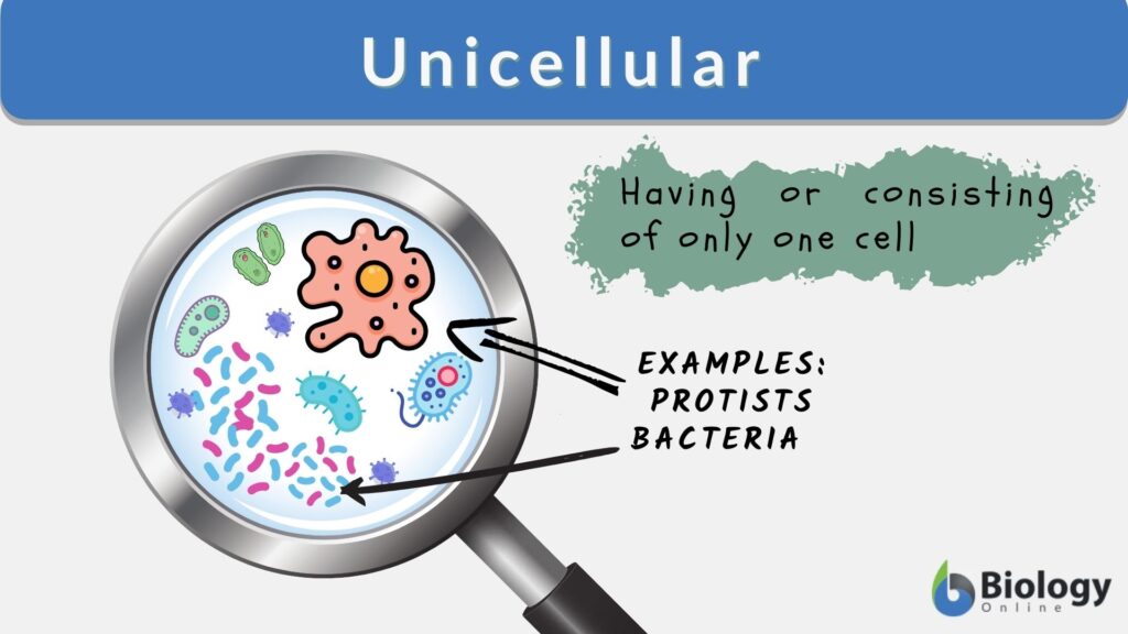 Unicellular Definition And Examples Biology Online Dictionary 7101