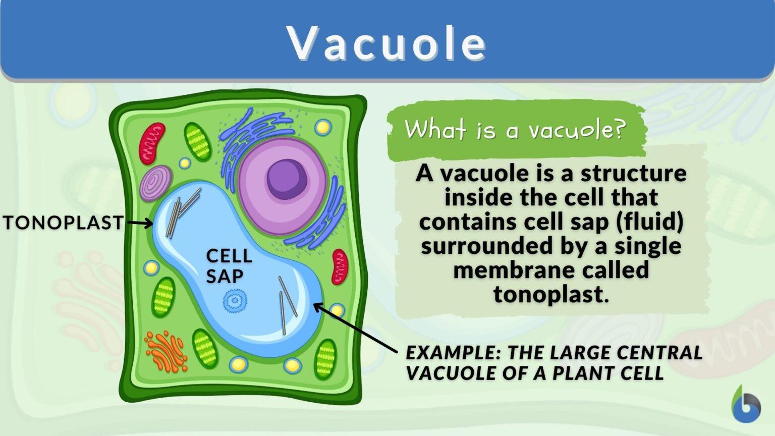 vacuole-definition-and-examples-biology-online-dictionary