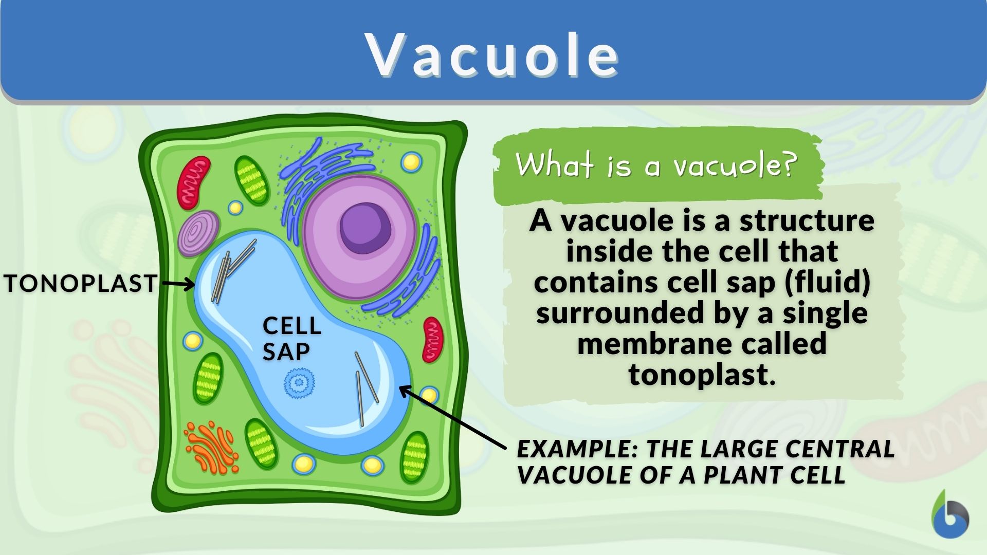 what does a vacuole look like