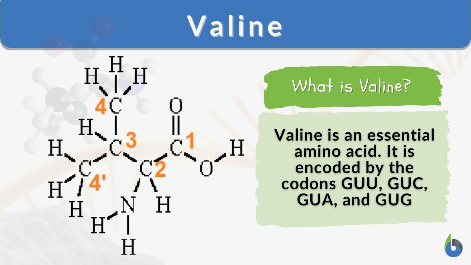 Valine Definition and Examples Biology Online Dictionary