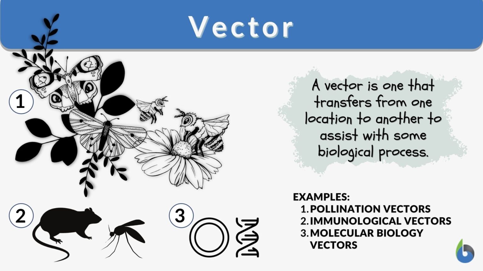 Vector Definition And Examples 1536x864 
