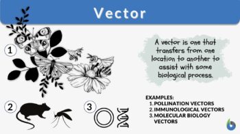 https://www.biologyonline.com/wp-content/uploads/2019/10/vector-definition-and-examples-350x196.jpg