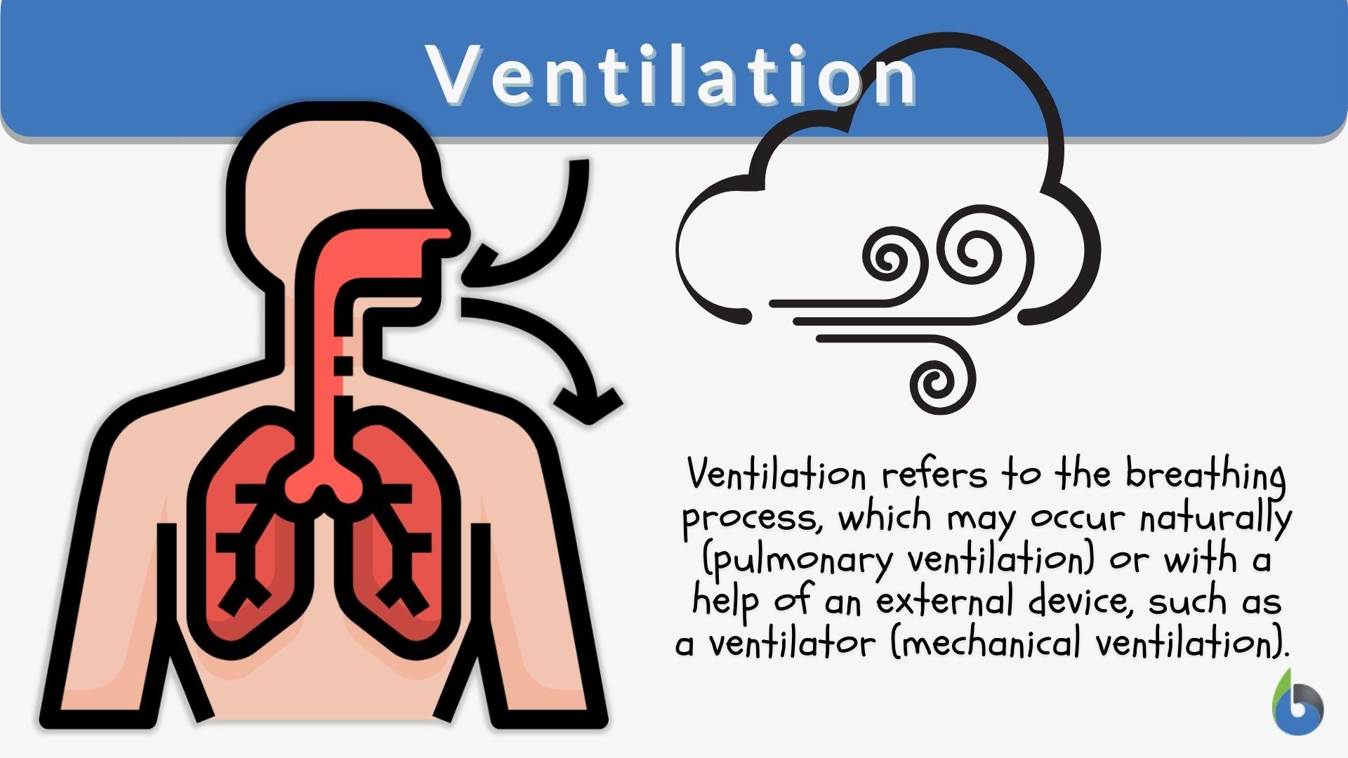 Ventilation Definition And Examples Biology Online Dictionary