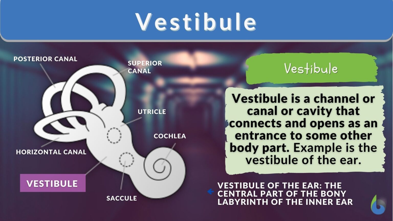 Vestibule - Definition And Examples - Biology Online Dictionary