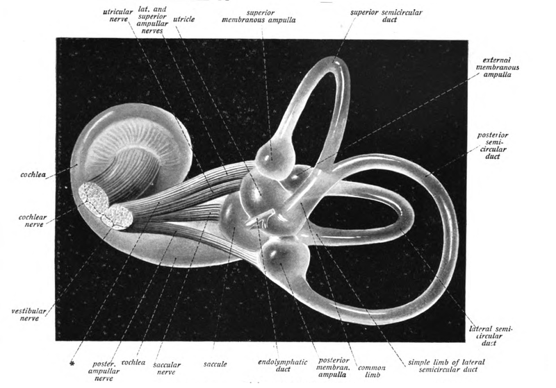 vestibule-definition-and-examples-biology-online-dictionary