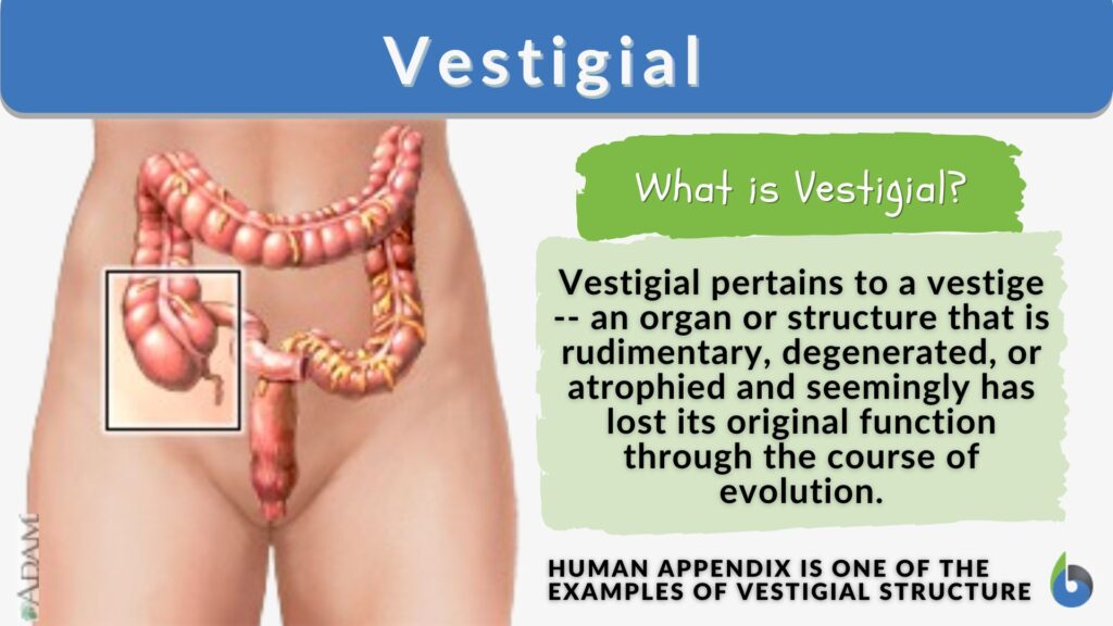 vestigial-definition-and-examples-biology-online-dictionary