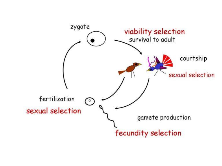 viability-definition-and-examples-biology-online-dictionary