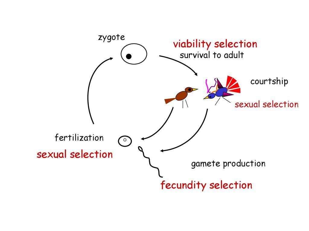 definitions-of-the-viability-concept-download-table