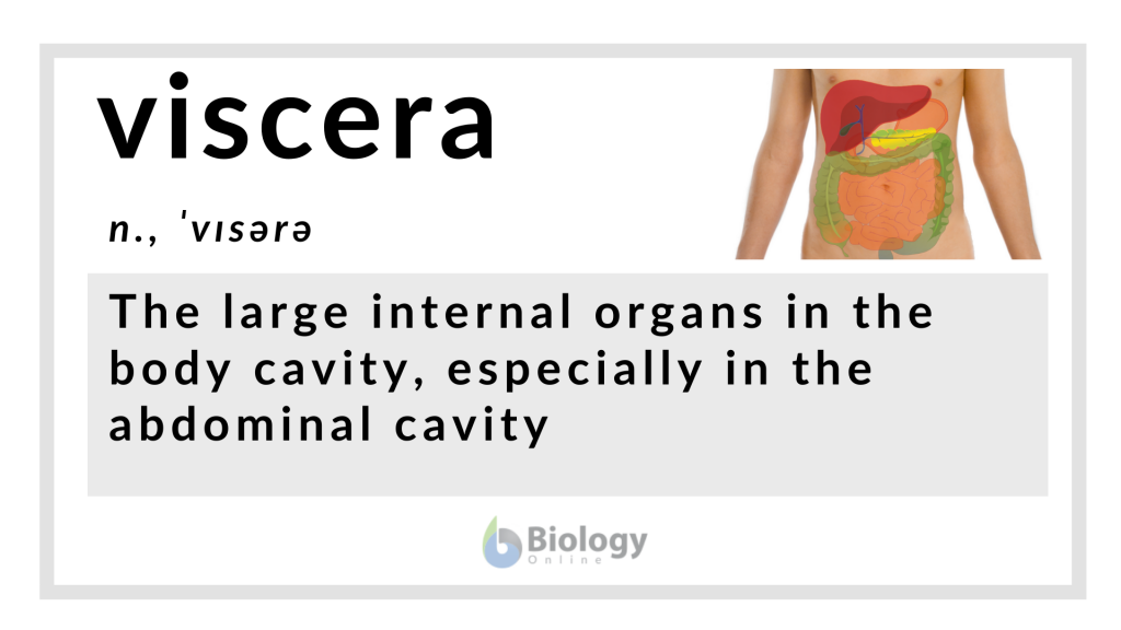 Viscera Definition and Examples - Biology Online Dictionary