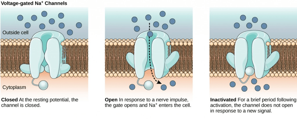 Axon hillock Definition and Examples - Biology Online Dictionary