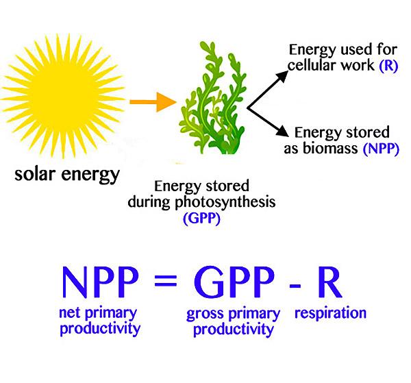 Net Primary Productivity Definition And Examples Biology Online 