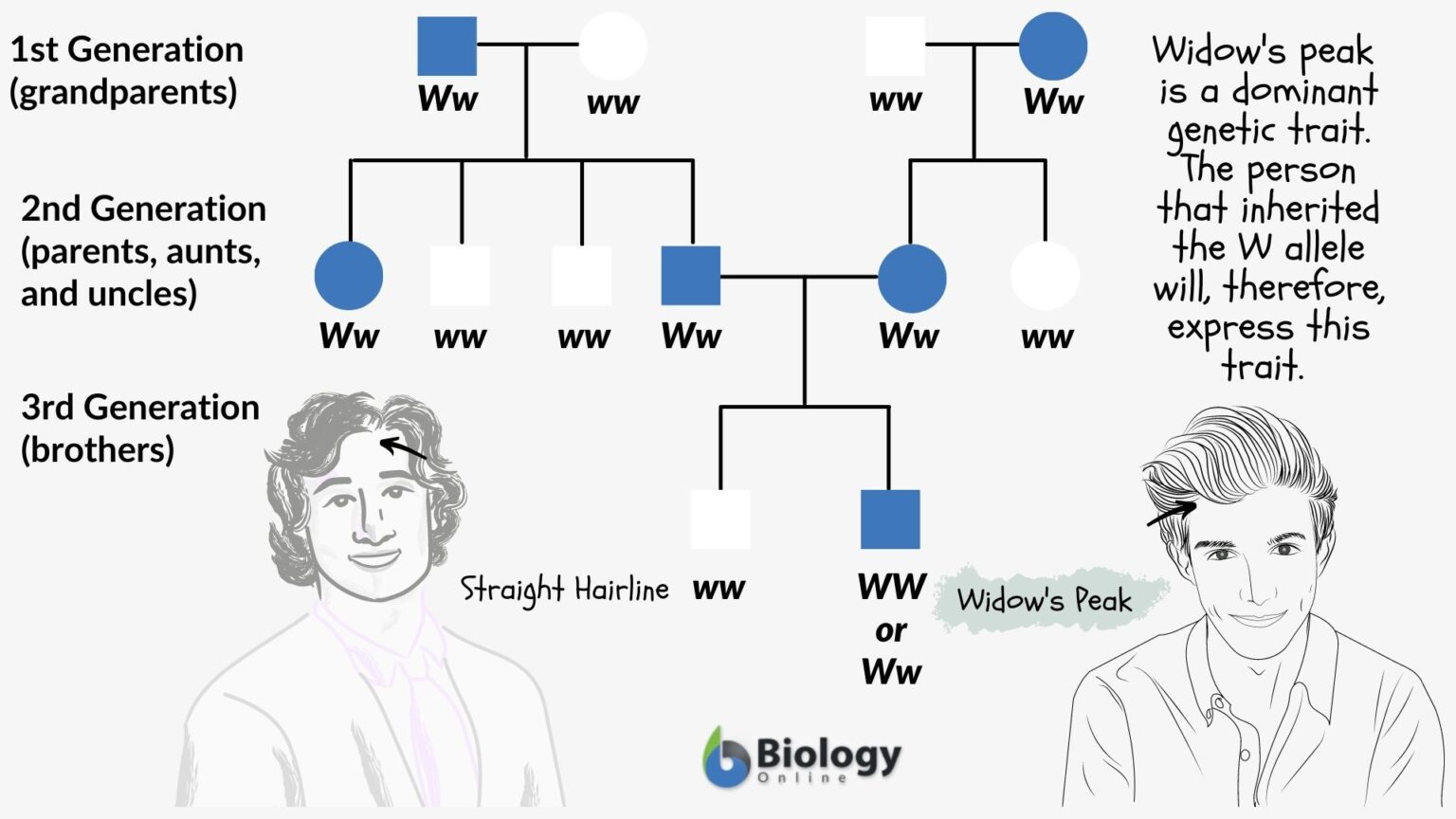 family-traits-definition-and-examples-biology-online-dictionary