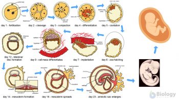 Zygote Definition and Examples - Biology Online Dictionary