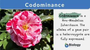 Codominance definition and example