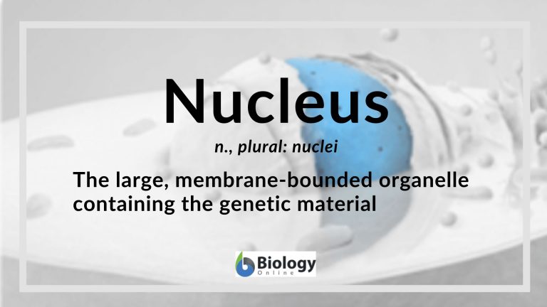 Nucleus Definition and Examples - Biology Online Dictionary