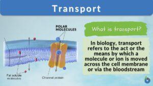 Transport definition and example