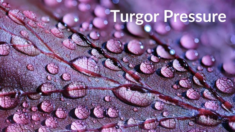 turgor-pressure-in-plants-definition-overview-video-lesson