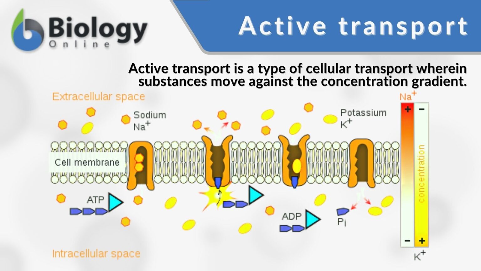 Active transport - Definition and Examples - Biology Online Dictionary