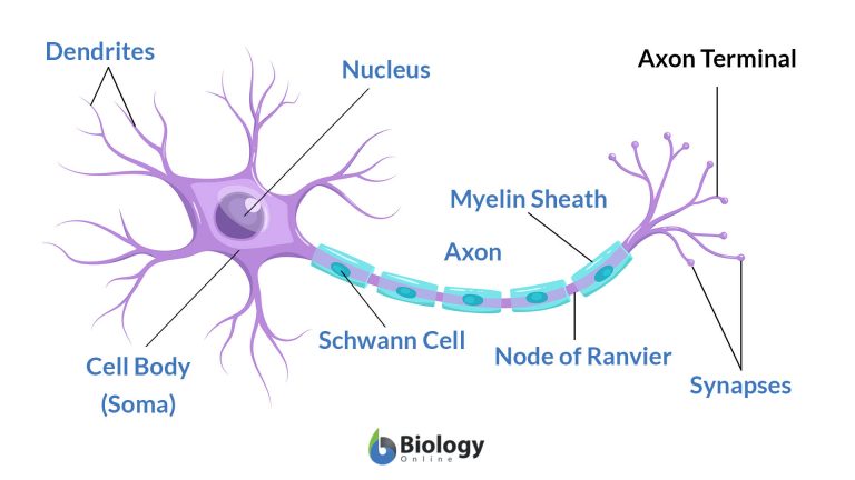 axon-terminal-definition-and-examples-biology-online-dictionary