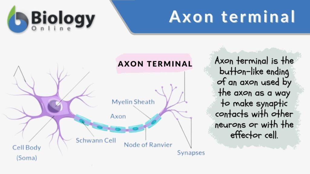 Axon Terminal Definition And Examples Biology Online Dictionary