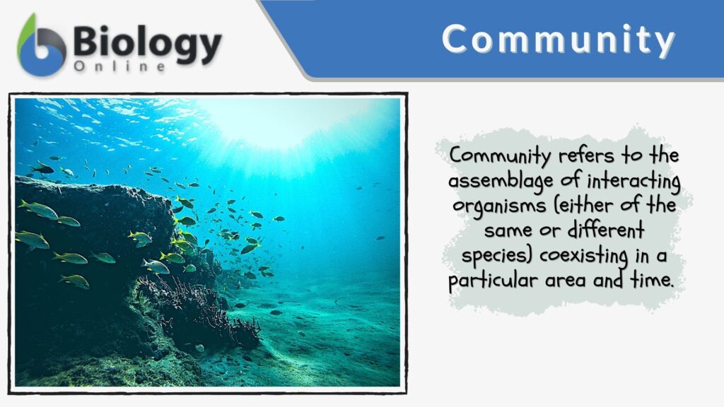 Community (biology) - Definition And Examples - Biology Online Dictionary