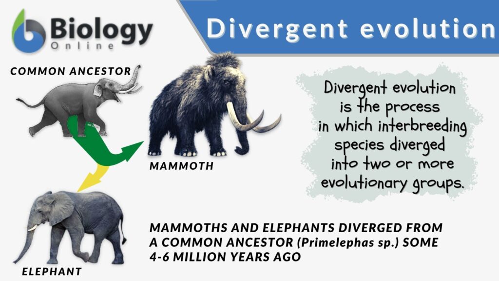 divergent-evolution-definition-and-examples-biology-online-dictionary