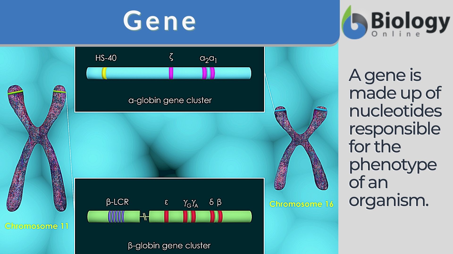 Gene Definition And Examples Biology Online Dictionary