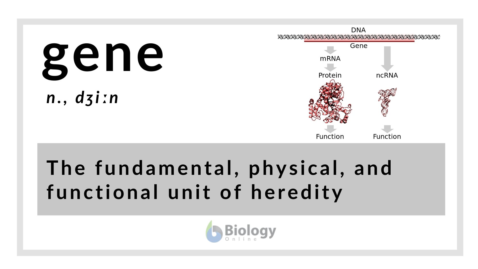 Gene Definition And Examples Biology Online Dictionary