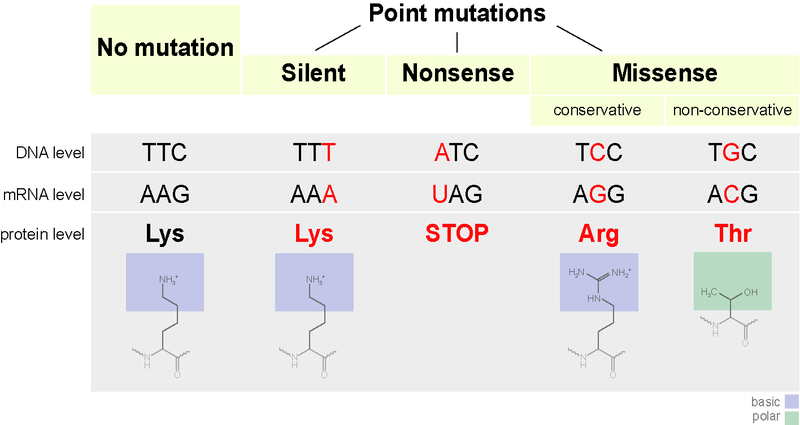 All mutations and their apperances?