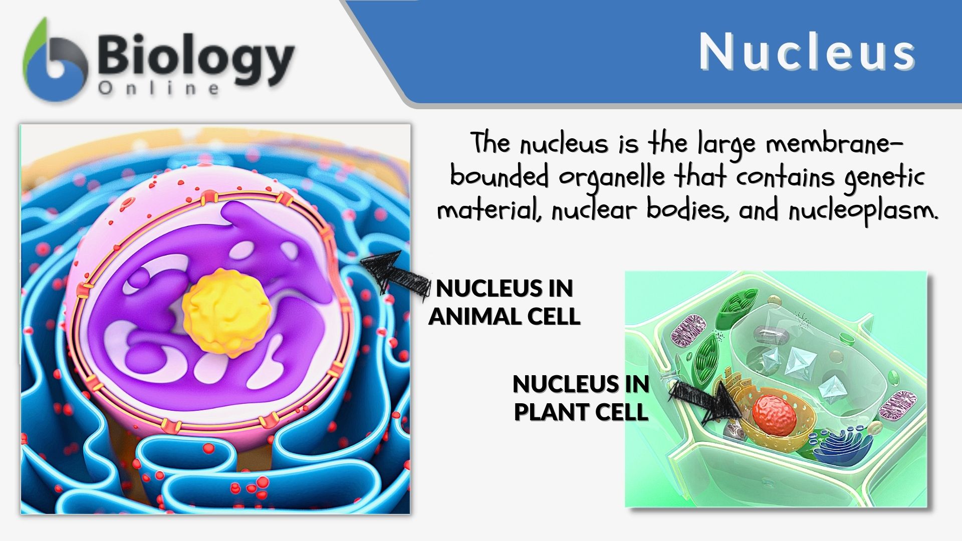 plant cell nucleus