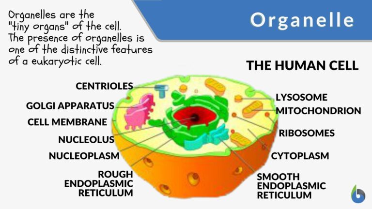 Organelle - Definition and Examples - Biology Online Dictionary