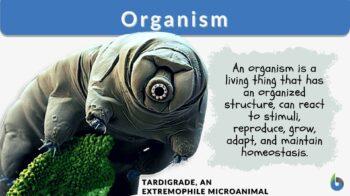 organism definition