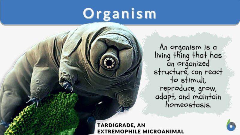 Organism - Definition and Examples - Biology Online Dictionary