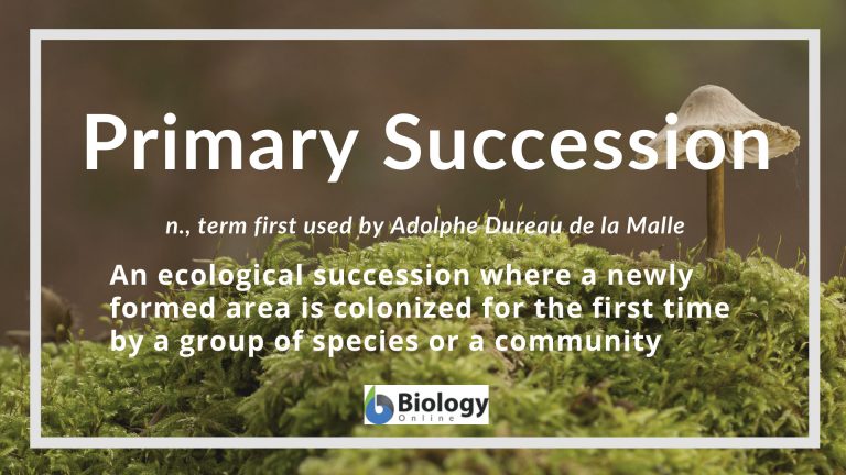 primary-succession-definition-and-examples-biology-online-dictionary