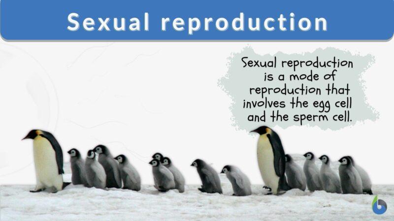 Sexual reproduction - Definition and Examples - Biology Online Dictionary