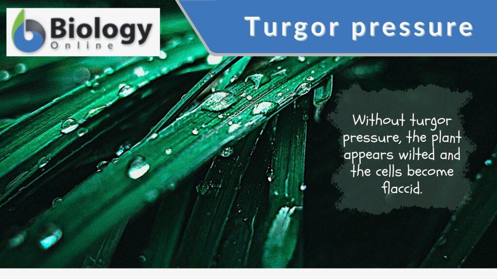 turgor-pressure-definition-and-examples-biology-online-dictionary